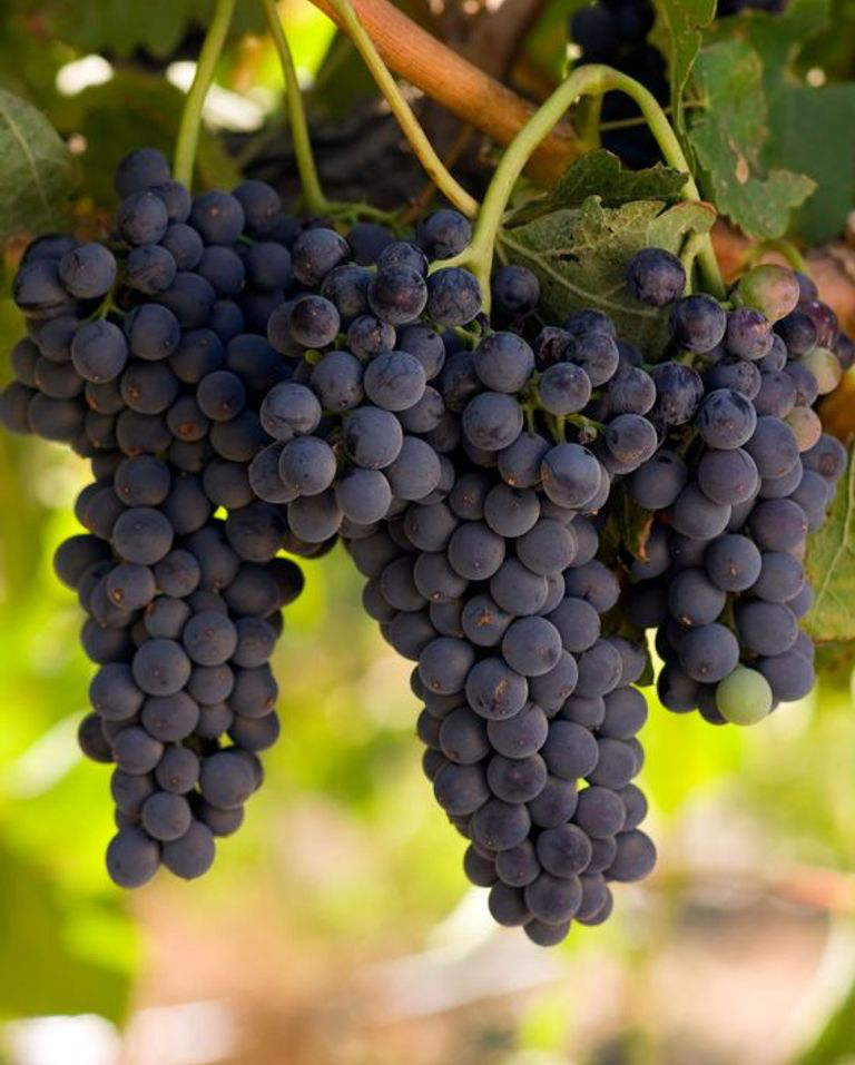 Grapes for winemaking are known for their small size thick skin and higher sugar content than other types | Source Unsplash undefined