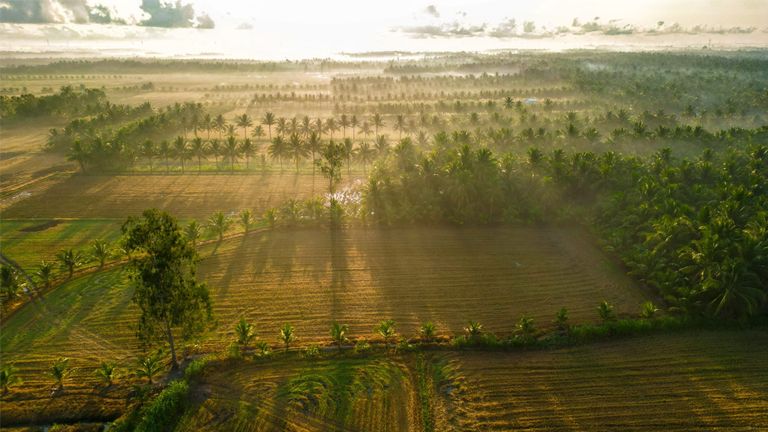 Tra Vinh has more than 10,000 ancient trees. | Source: Nguyen Thanh Tuan