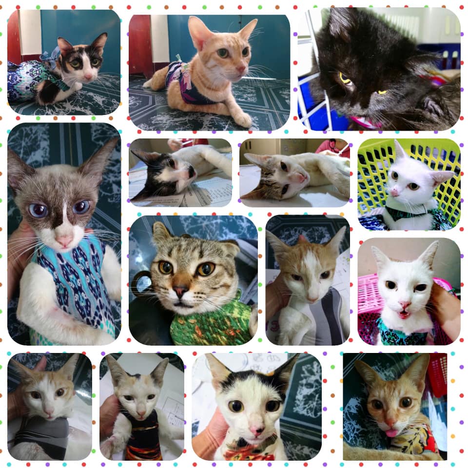 Nguồn We Act for Animals Nguồn: We Act for Animals
