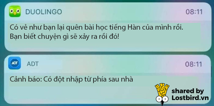 Cú Duo luôn ở đó vì bạn | Nguồn Lostbird titleCuacute Duo luocircn ở đoacute vigrave bạn Nguồn Lostbird