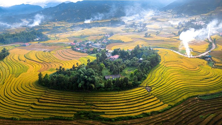 Golden rice field, a signature view of a high mountainous area in Northern Vietnam during harvest season. | Source: Huy Nguyen for Unsplash
