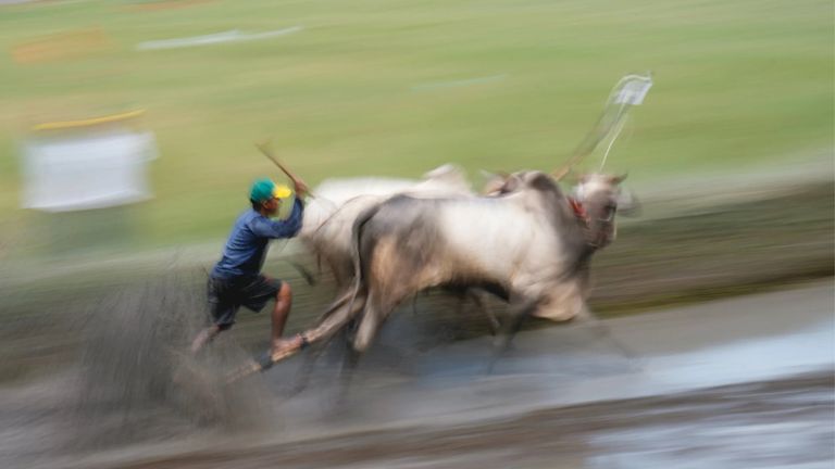 The Bay Nui Ox Racing Festival in An Giang province. | Source: Adrien Jean Photography
