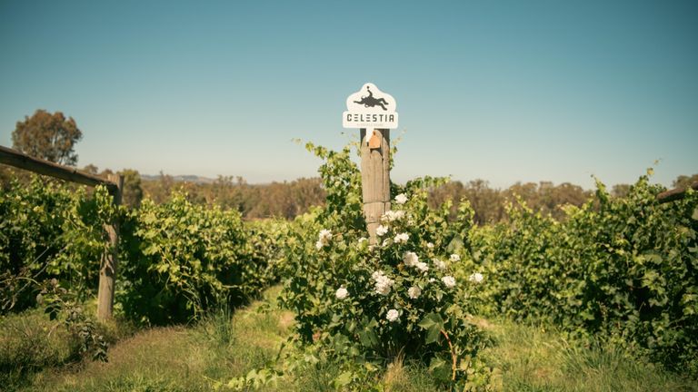 Cánh đồng nho làm nên những chai rượu vang tuyệt hảo. | Nguồn: Celestia