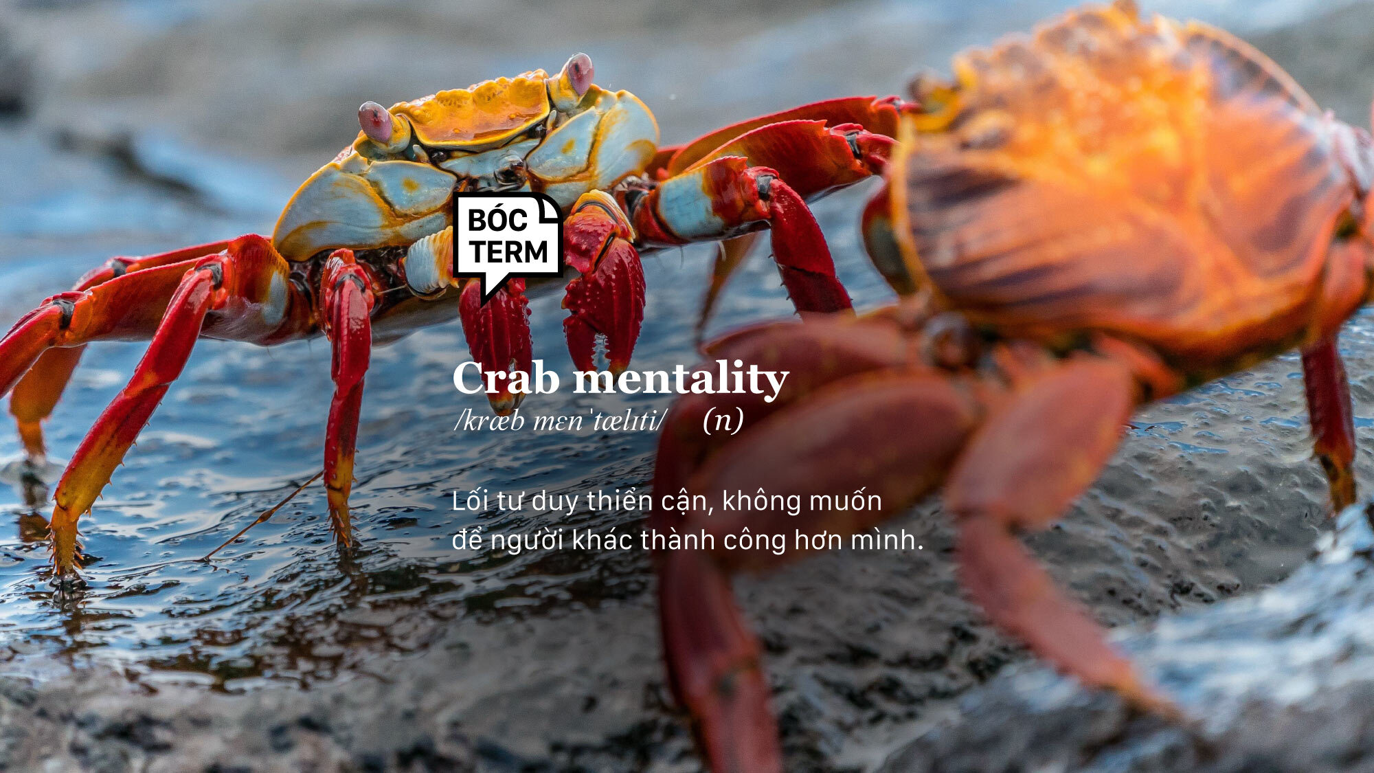 Crab mentality Thà đạp đổ còn hơn để người khác ăn được Vietcetera