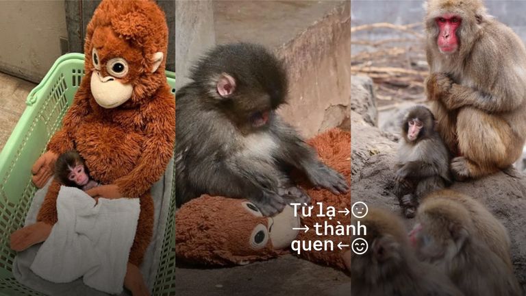 Khỉ Punch, khỉ bông Oran-mama, và đàn khỉ tại Ichikawa. | Nguồn: Tổng hợp