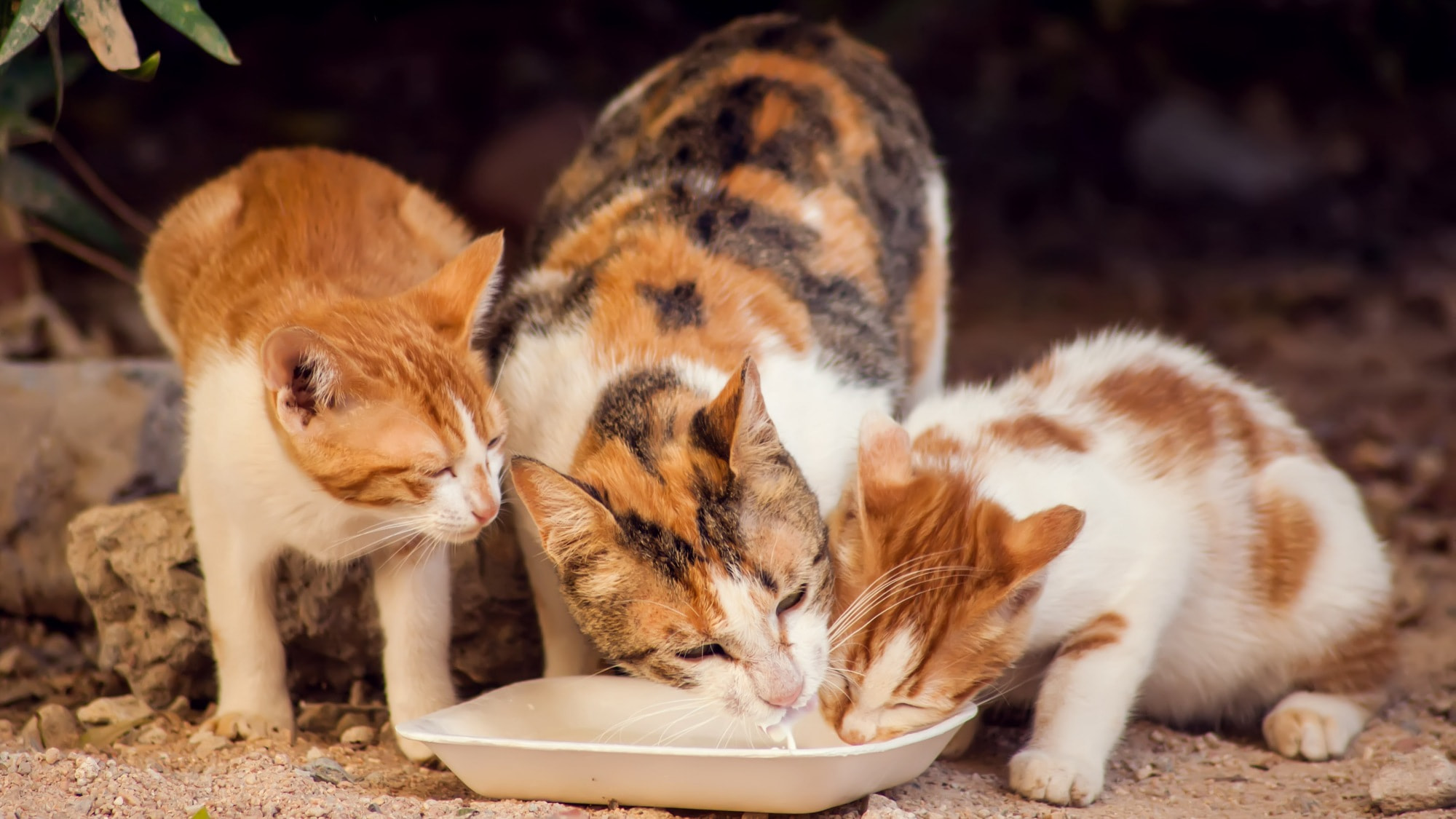 Cats abandoned on streets | Source Shutterstock