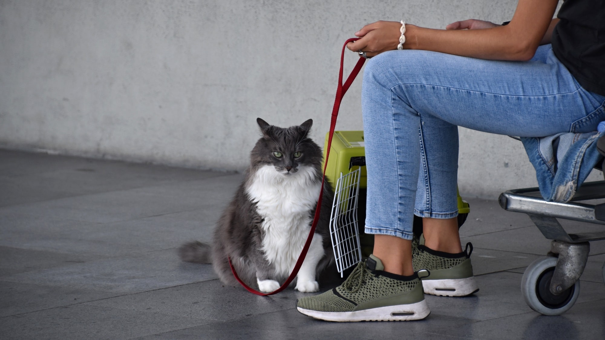 Transport costs can vary depending on the kind of animal you’re transporting its breed weight and height and where you’re taking it to | Source Shutterstock