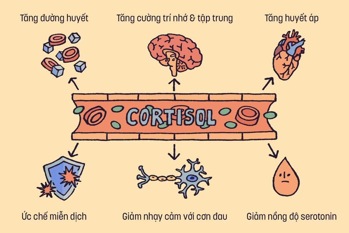 Cơ chế sản sinh hormone cortisol | Nguồn Minh Thu @hazysoda21 cho Vietcetera