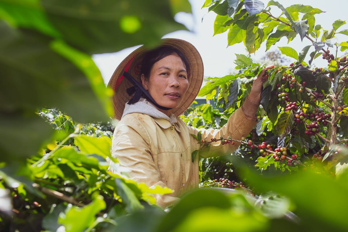 Mrs Thanh leader of the coffee co operative working with Hoi An Roastery Mrs Thanh leader of the coffee co operative working with Hoi An Roastery