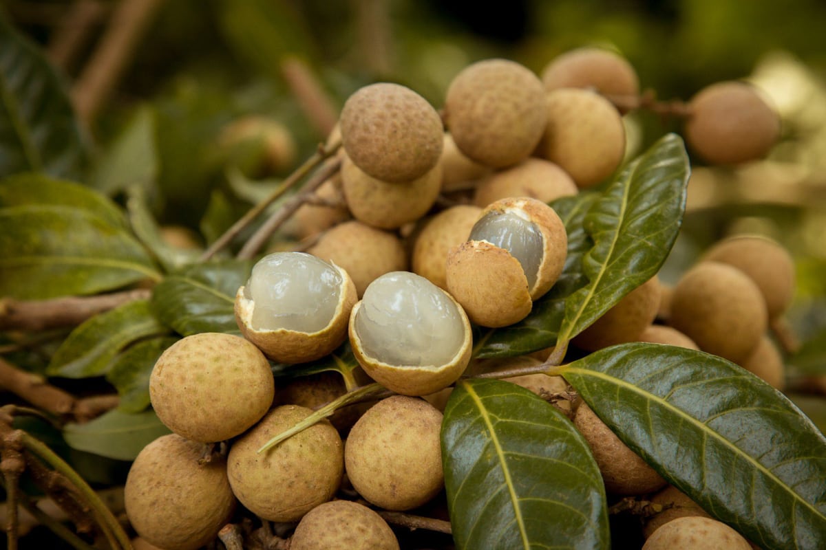 The word means “dragon’s eye” and these fleshy round fruits that contain a black seed do resemble eyeballs A Guide To The Tropical Fruits Of Quy Nhon1